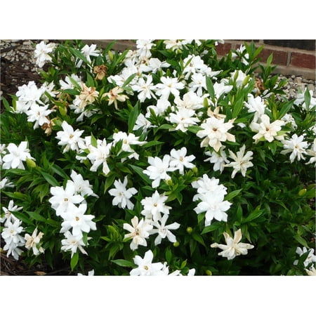 Frostproof | 3 Extra Large 3 Gallon Plants | Gardenia Jasminoides | Fragrant Evergreen Shrub White Blooms Low Maintenance Partial Sun Ornamental Hedge Drought Tolerant Easy Care