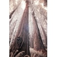 thumbnail image 2 of Eggers, Terry 17x24 Black Ornate Wood Framed with Double Matting Museum Art Print Titled - California Redwood National Park-infrared of Redwood forest, 2 of 4