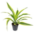 thumbnail image 3 of Dracaena Lemon Lime (6"+ Minimalist Pot) - Easy to Grow Houseplant for Beginners - Live, Healthy, Air-purifying Houseplant for Home Office Decoration, 3 of 5