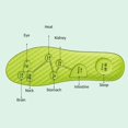 thumbnail image 4 of nsole+Heel Sticker Set銆慒oot Acupressure Insoles For Shoes Sole Sweat Absorbing Deodorant Insole Breathable Running Insoles 1Pair gray 39-40, 4 of 6
