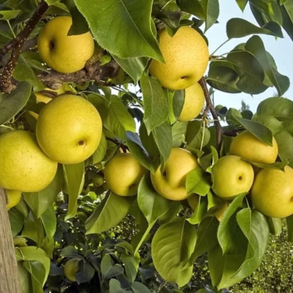 Expert Gardener 1- 1.5 ft  Shinsike Asian Pear Live Tree in 1-Gallon Grower Pot