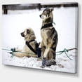thumbnail image 2 of Large Sled Dogs Relaxing - Oversized Animal Wall Art, 2 of 3