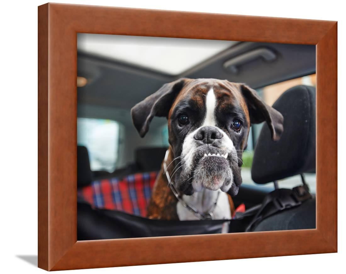 Boxer Dog Framed Print Wall Art By onixxino - Walmart.com - Walmart.com