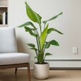 thumbnail image 3 of Set of 2 White Bird of Paradise Live Plants, Tropical Foliage Plants for Indoor or Outdoor Space, 3 of 5