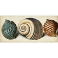thumbnail image 3 of Vision Studio 18x10 Black Modern Framed Museum Art Print Titled - Shell Trio I, 3 of 5