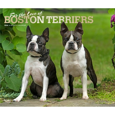 For the Love of Boston Terriers | 2026 14x24" Wall Calendar | Plastic-Free
