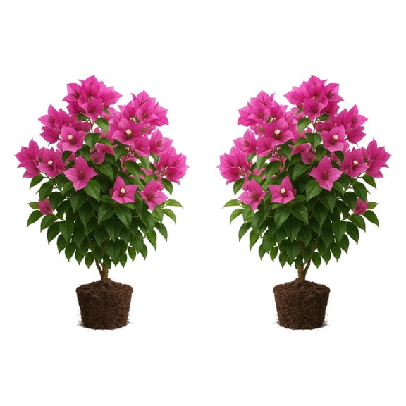 Bougainvillea Live Starter Plants - 2 Pack, Full Sun, USDA Zones 9-11, Ships Bare Root