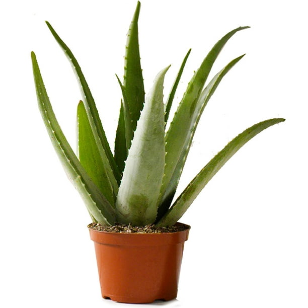 pics Aloe Vera Plant Walmart expert gardener 6 inch aloe vera plant in plastic grower pot