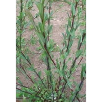 4 Dark Dicks Willow Cuttings to Plant - Grow Stunning Basket Willow - Salix Purpurea (4 Cuttings)