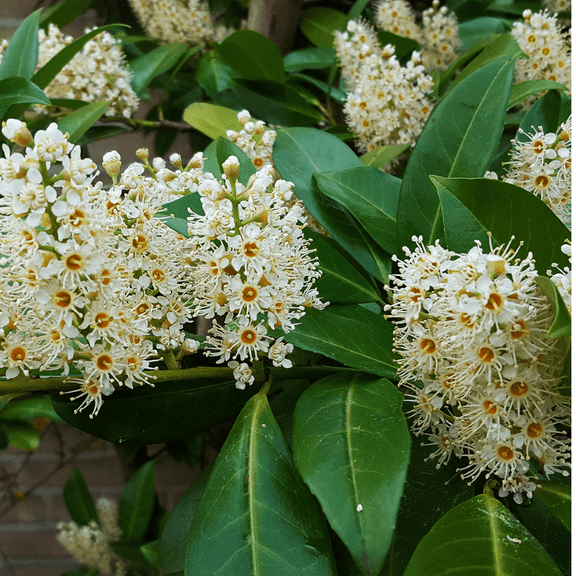 Cherry Laurel Live Plant, Dormant Tree in 2.5 Inch Pot for Landscaping