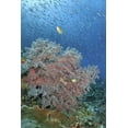 thumbnail image 2 of Shimlock, Jones 23x32 White Modern Wood Framed Museum Art Print Titled - Indonesia, Raja Ampat Underwater fish and coral, 2 of 4