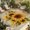 DarkOrange, variant on Sunflower Outdoor Rug for Patio/Deck/Porch, Non-Slip Large Area Rug 6 x 9 Ft, Oil Painting Summer Botanical Indoor Outdoor Rugs Washable Area Rugs, Reversible Camping Rug Carpet Runner