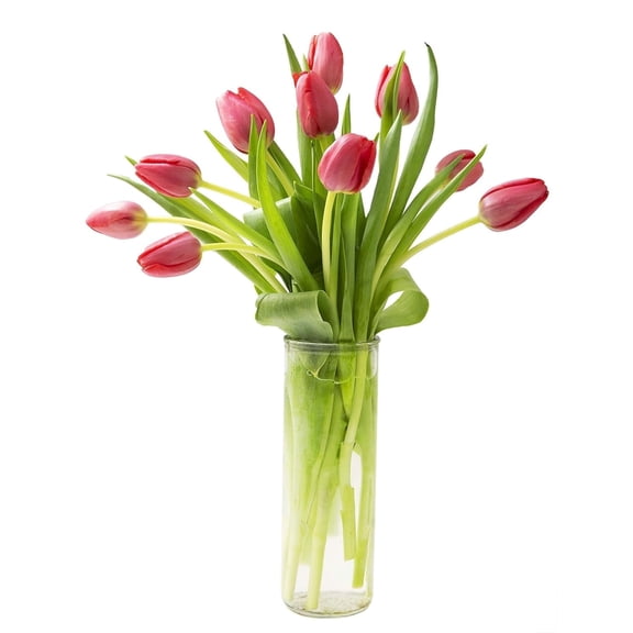 KaBloom: Fall Collection-Bouquet of Fresh Cut Flower 10 Red Tulips in vase,Next-Day Delivery, Gift of Fresh Flowers for Every Occasion.