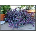 thumbnail image 4 of Purple Heart  3 Live Plants  Setcreasea Pallida Tradescantia  Blooming Wandering Vine Drought Tolerant Perennial Groundcover, 4 of 9