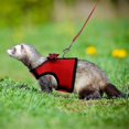 thumbnail image 2 of Guinea Pig Harness And Leash Soft Mesh Small Pet Harness With Bowknot, 2 of 2