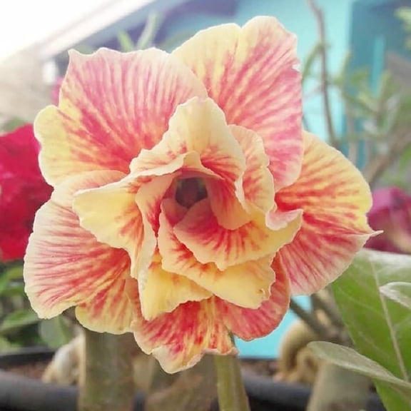 4 Light Yellow Red Desert Rose Seeds Adenium Obesum Flower Perennial Flowers Exotic 568