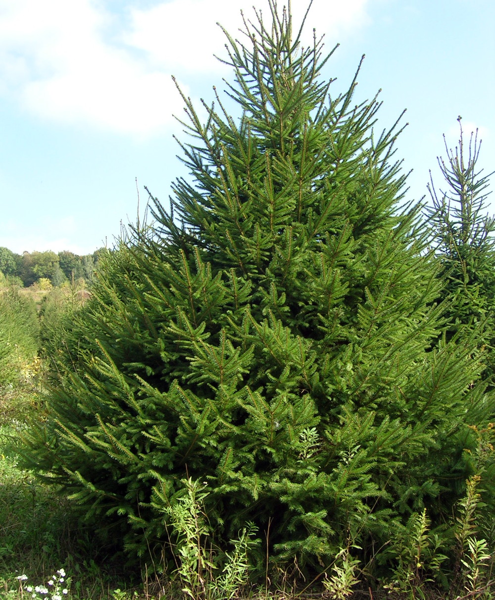 Norway Spruce - Picea abies - Quart Pot - image 4 of 4