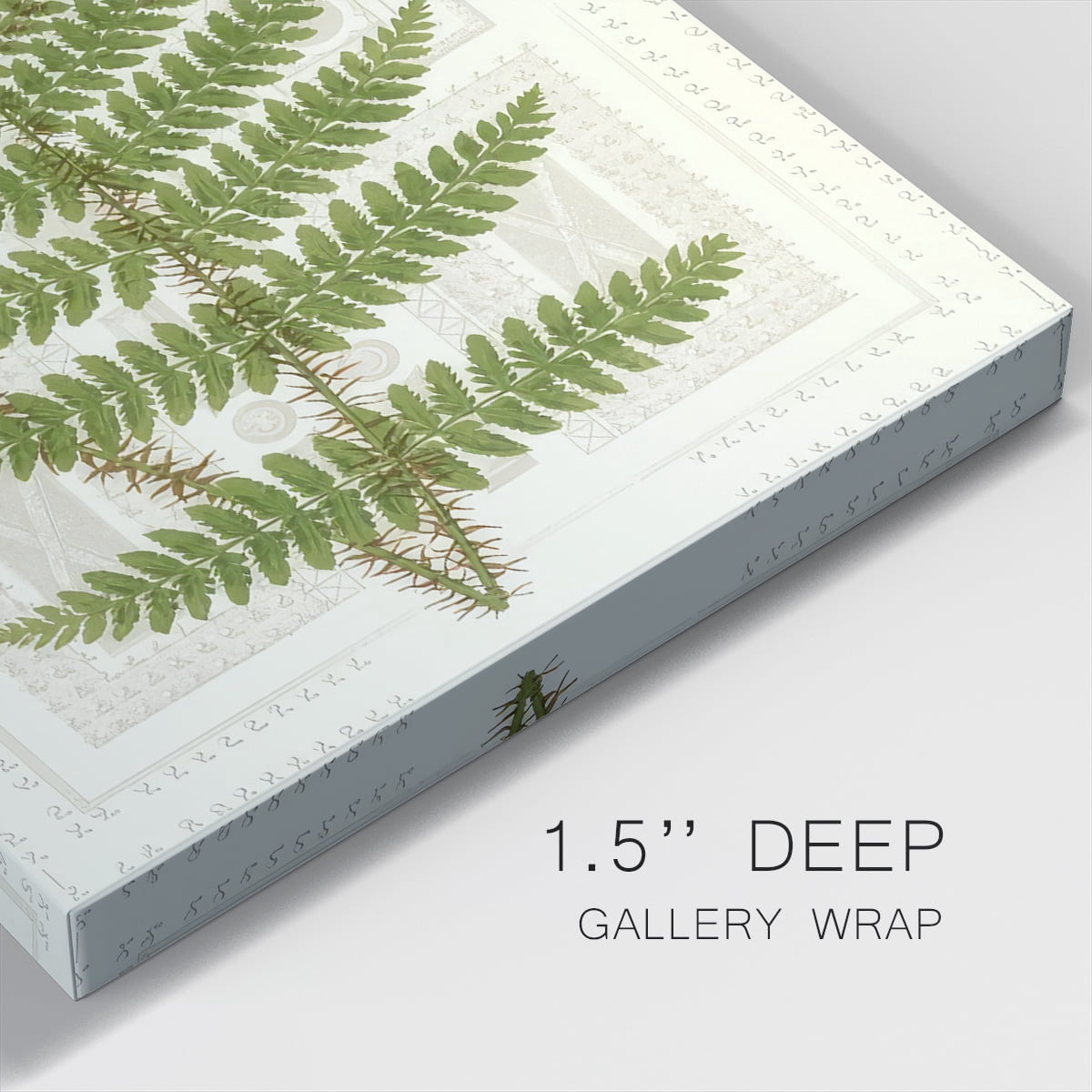 Garden Ferns V- Gallery Wrapped Canvas