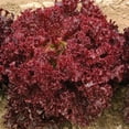 thumbnail image 4 of Sunutri Lettuce Seeds Variety Pack – 4 Heirloom Types: Iceberg, Buttercrunch, Romaine, Lollo Rosso – Non-GMO, 4 of 6