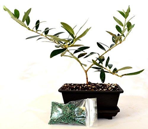 9GreenBox Olive Tree Bonsai with Water Tray and Fertilizer by 9GreenBox