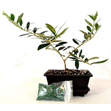 9GreenBox - Olive Tree Bonsai with Water Tray and (Best Bonsai Trees For India)