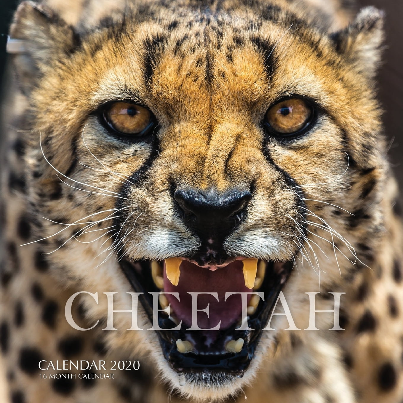 Cheetah Calendar 2020 16 Month Calendar (Paperback)