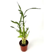 Lucky Bamboo Good Luck and Wealth House Plants, 4 pot