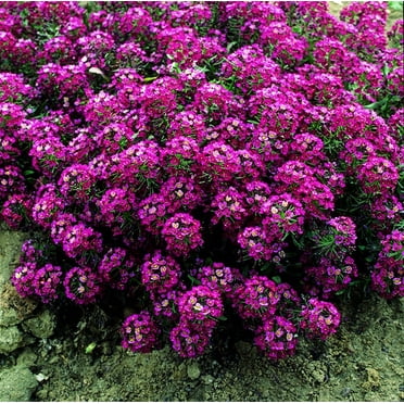 25 Bright Plum Alyssum Seeds