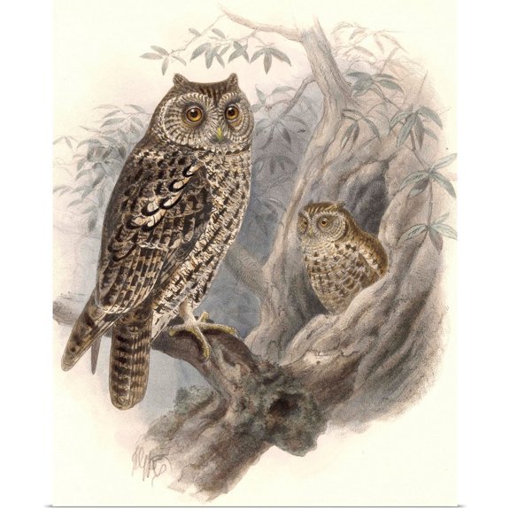 Great BIG Canvas | Rolled Vintage Apple Collection Poster Print entitled Tree Owls 1902