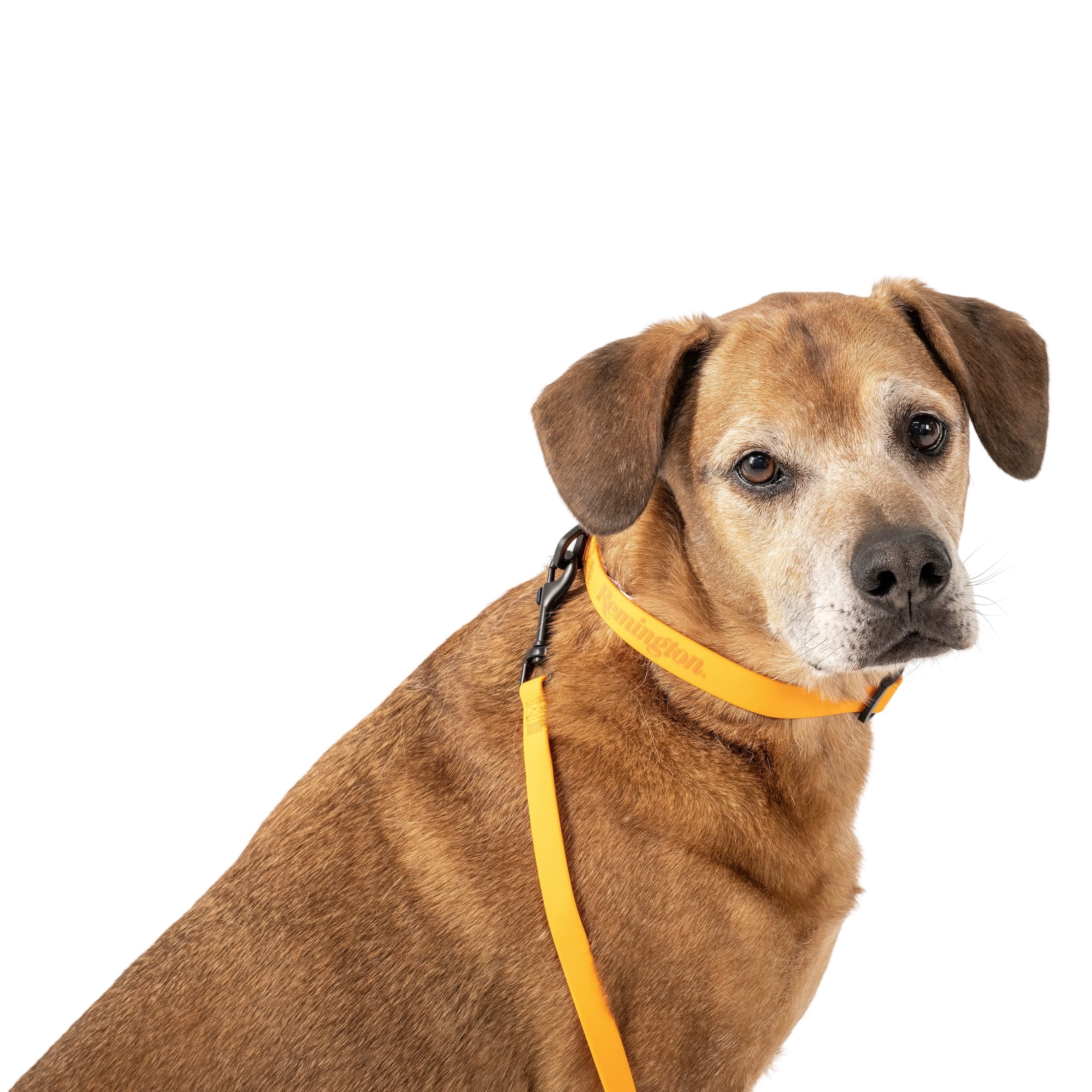 Remington Coated Dog Collar, Orange, Size XS