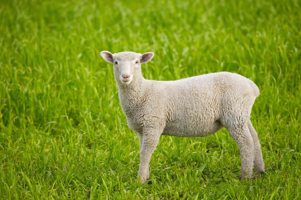 Lamb Canvas Art - D