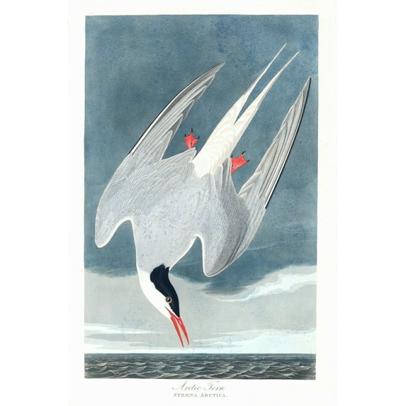 "Artic Tern, Audubon - CANVAS OR PRINT WALL ART"