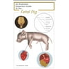 Frey Scientific Mini-Guide to Pig Dissection, Paperback, 16 Pages