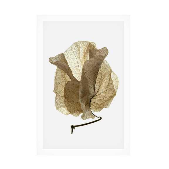 Trademark Fine Art Shot by Clint Bougainvillea Study No5 Canvas Wall Art