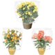 thumbnail image 4 of Malla de red de barrera para plantas con cordón, cubierta protectora para tomates de 2,6 pies x 2,6 pies, bolsa de barrera para plantas de jardín para verduras, frutas, flores contra insecto, 4 of 5