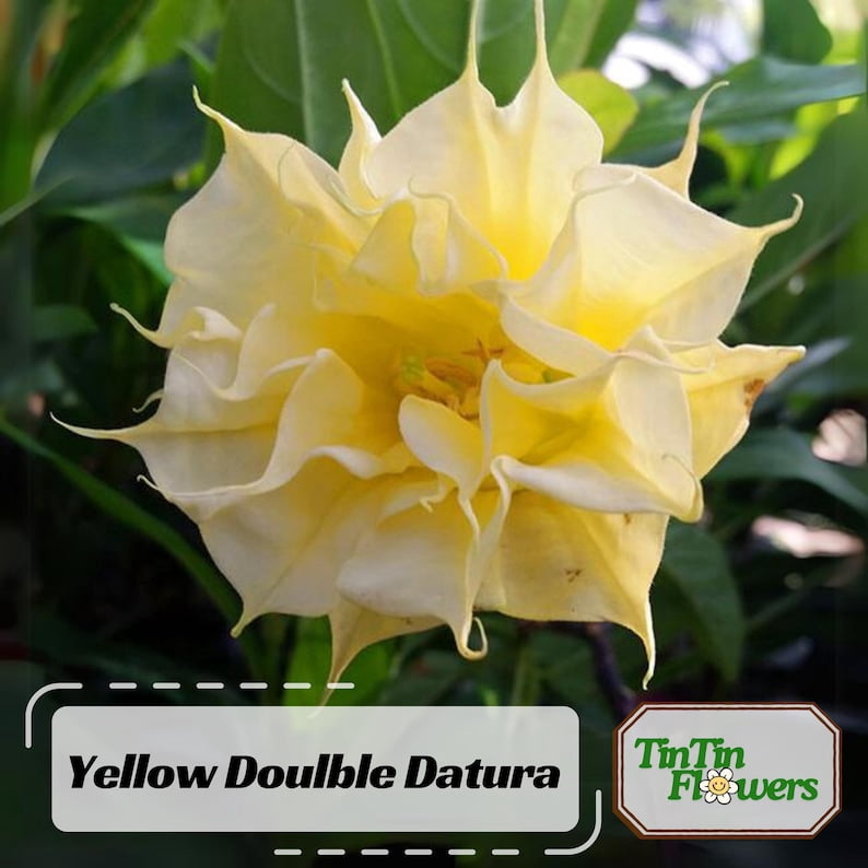 25 Yellow Double Seeds - Perennial Drought Self-Pollinating Herb for All Seasons