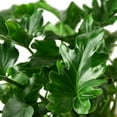 thumbnail image 4 of Philodendron Little Hope Live Plant for Indoor | Different Houseplants in 4'' & 6'' Pot | Real House Plant for Living Room, Office, Desk & Bathroom | selloum, 4 of 7