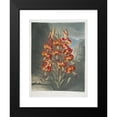 thumbnail image 2 of Robert John Thornton 15x18 Black Modern Framed Museum Art Print Titled - The Superb Lily (1799-1807), 2 of 5