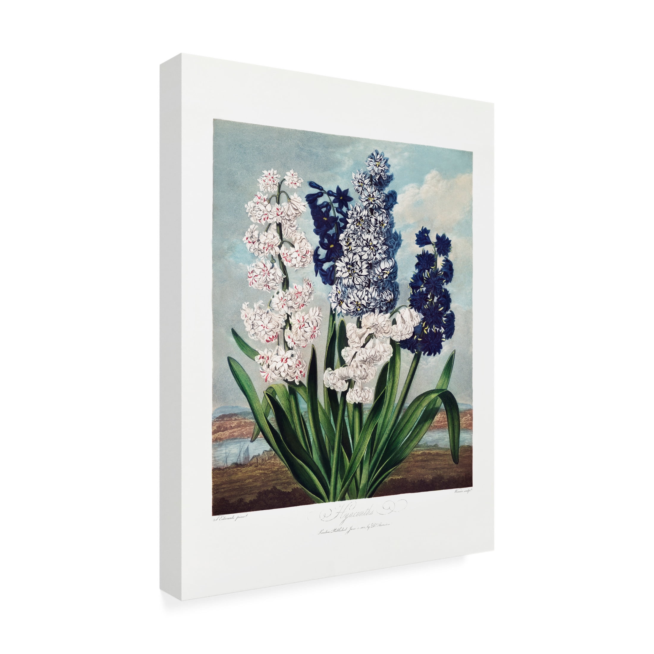 Trademark Fine Art Pictufy  Hyacinths from The Temple of Flora 1807 Canvas Wall Art