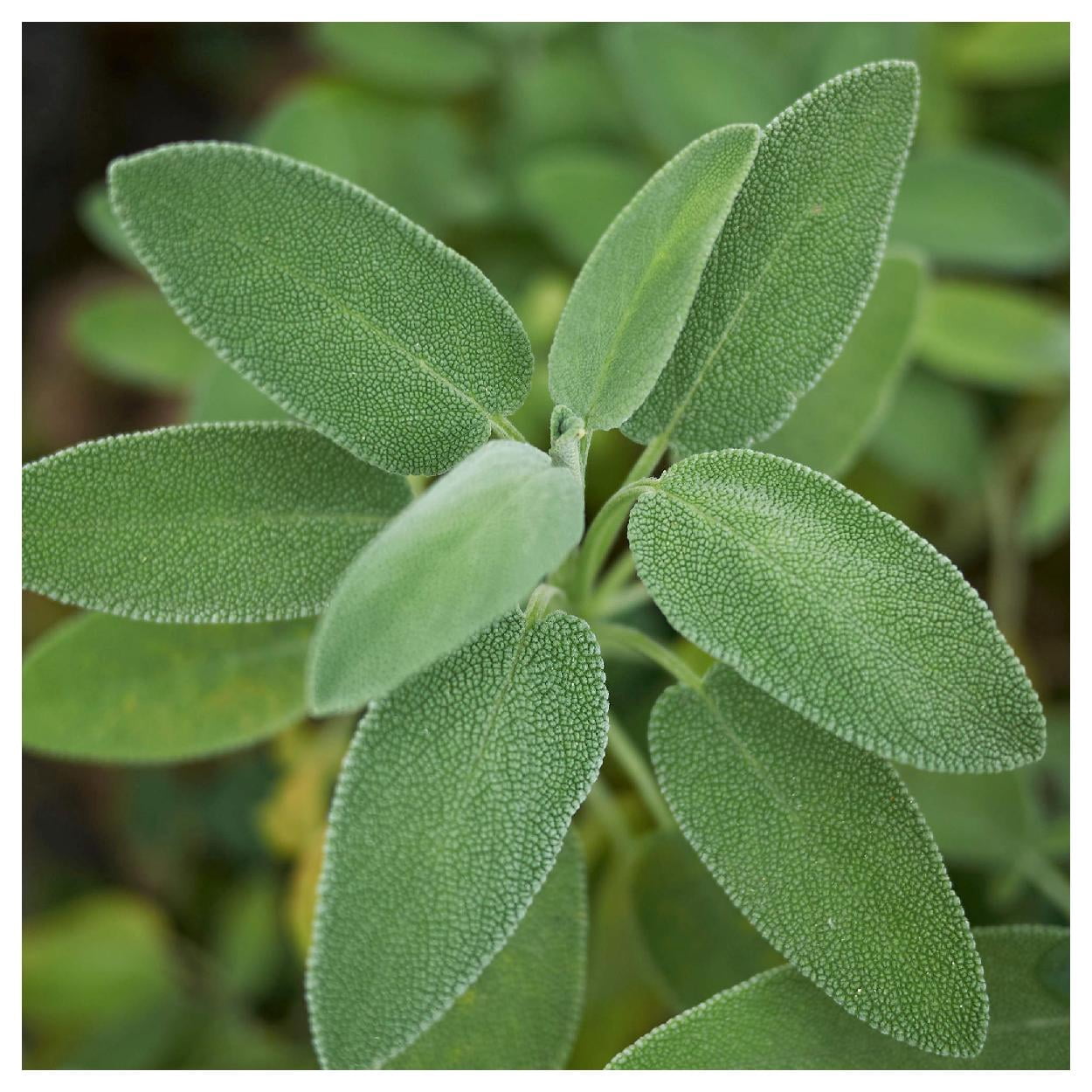 Everwilde Farms - 1 lb Kitchen Sage Garden Flower Seeds - Gold Vault Bulk Seed Packet