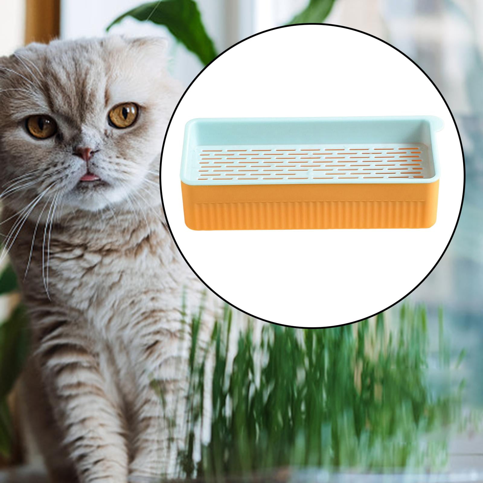 Cats Pet Cats Grass Growing Soil Free Germination Propagation Trays