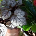 thumbnail image 2 of Southern Living Cracked Ice Heucherella 'Foamy Bells' Live Shrub in 2.5-Quart Grower Pot, 2 of 8