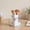 White, variant on Zeiwohndc Bust Head Shape Flower Vase Face Flower Vase Decorative Vase for Home Office