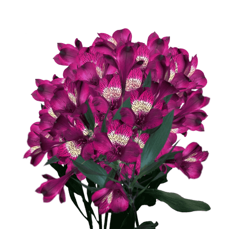 GlobalRose 120 Blooms of Purple Fancy Alstroemerias 30 Stems - Peruvian Lily Fresh Flowers for Delivery
