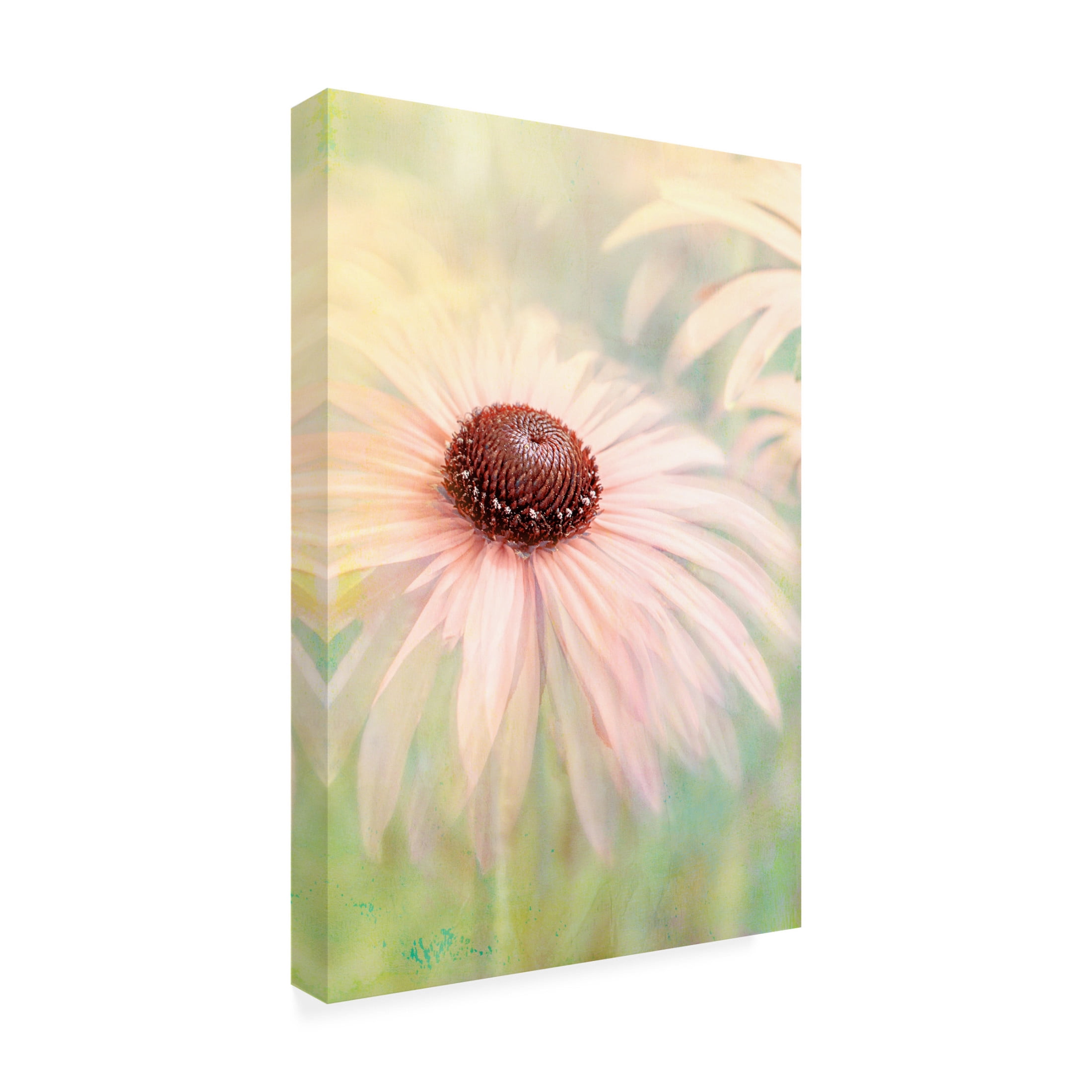 Trademark Fine Art Jacky Parker Peachy Canvas Wall Art
