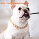 thumbnail image 1 of French Fighting Dog Bully Gold Chain Perro Pequeño y Mediano yeacher Collar, 1 of 6