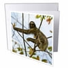 3dRose Three-toed sloth Bradypus variegatus, Greeting Cards, 6 x 6 inches, set of 12