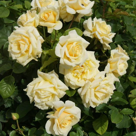 Heirloom Roses Yellow Rose Bush - Forever Busy Floribunda Rose