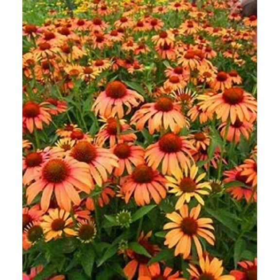 50 Orange Passion Coneflower Seeds Echinacea Perennial Flowers Flower 1360 USA