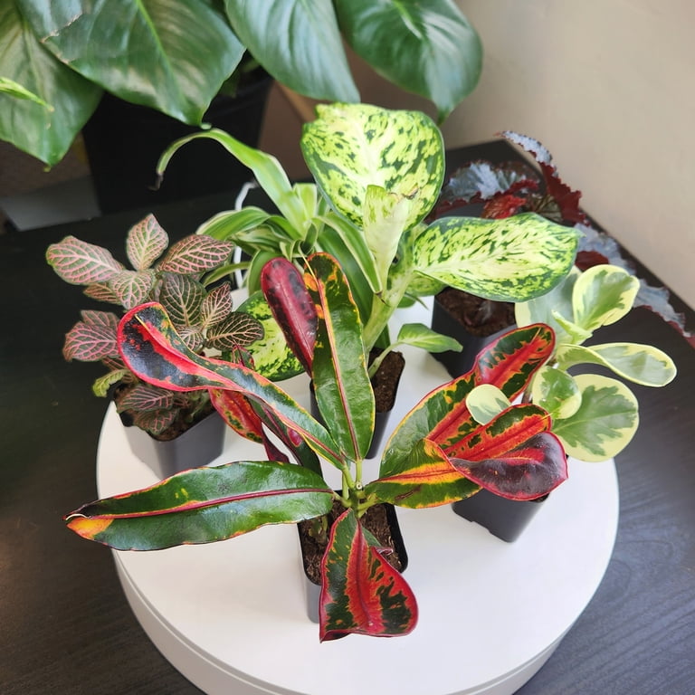 Altman Plants Live Houseplants 12Pk, Indoor Plants for Delivery Prime, Live Plants and Gardening Gifts for Plant Lovers, Planters for Indoor Plants